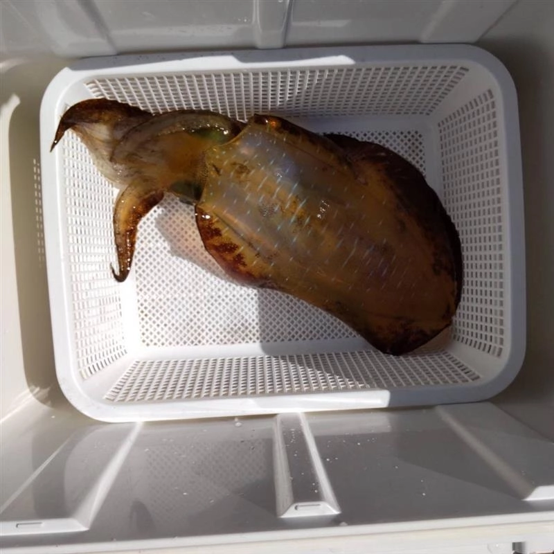 平均500ｇ前後のアオリイカの釣果です！