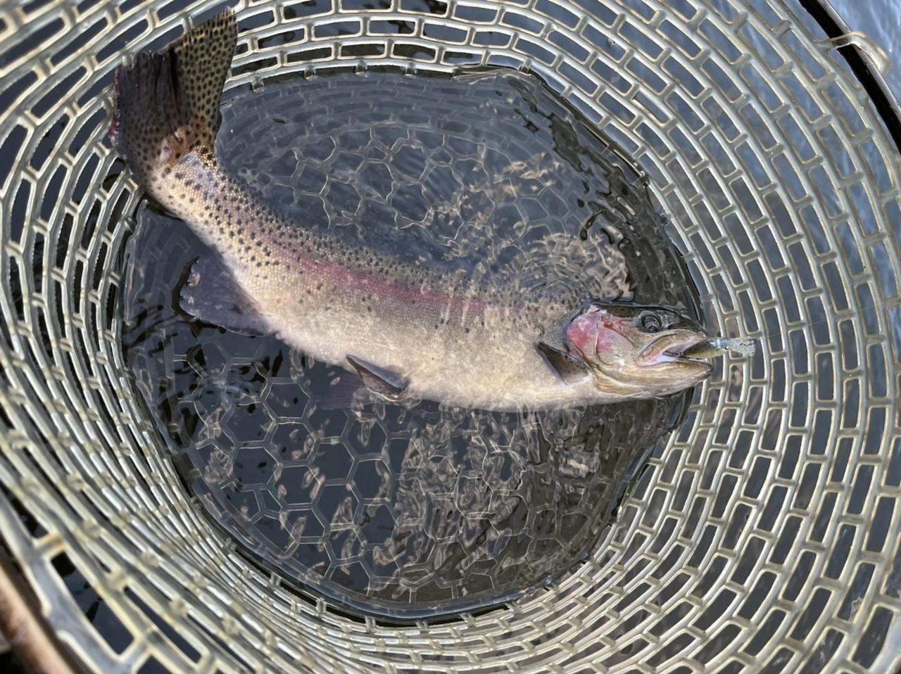 口元のルアーはモカDR-Fです。
持っている方は比較してみてください。魚が大きいのが分かると思います。笑
これがトラポンのハイパートラウトです！
