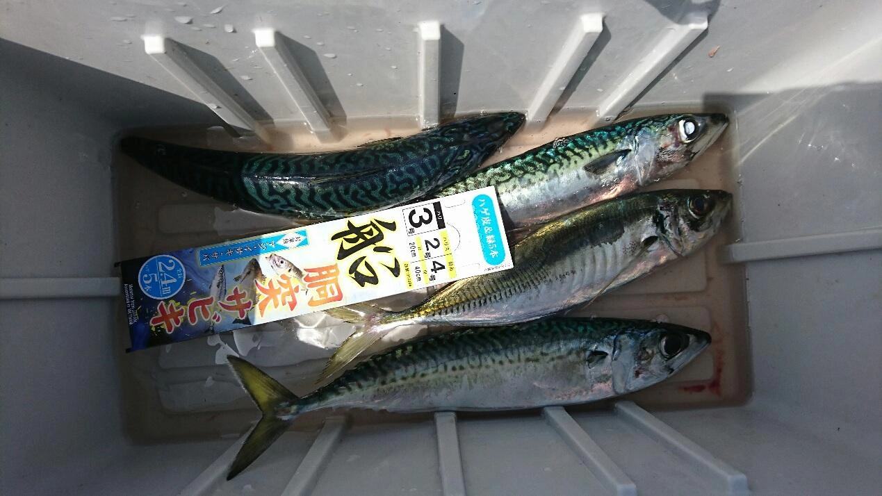 アジもサバも非常に良く引きました♪今日はコレがやっとでした（笑）