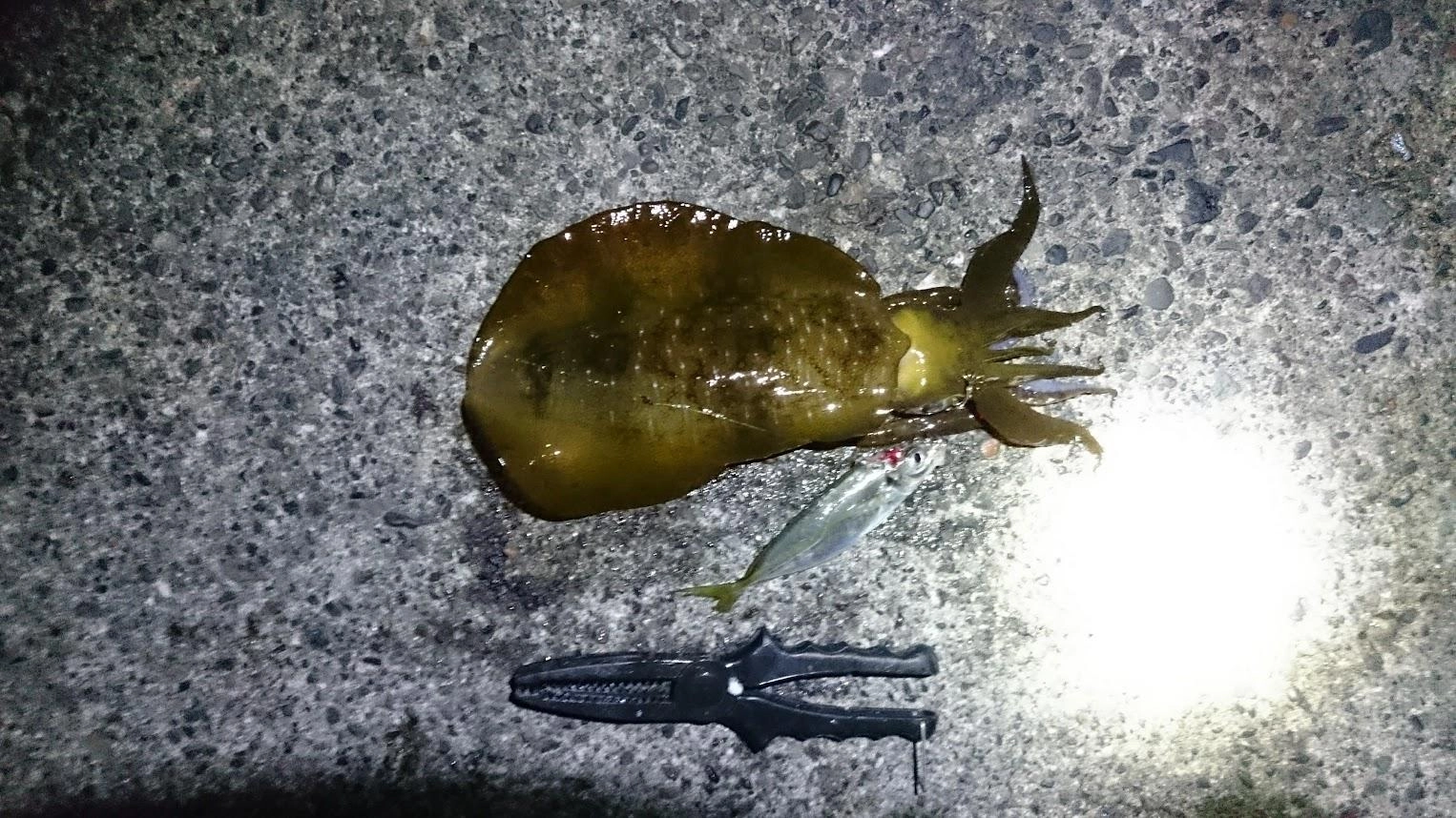 夕マズメにカンパチが掛かり、慎重に10分くらいかけて足元に寄せるも一瞬の気のゆるみで堤防の中に逃げられバラシ。
たぶん太刀魚に鯵真っ二つ。
たぶんアオリイカが掛かるも魚と思いアワセできず喰い逃げ。
4度目の正直で、めげずに鯵を泳がせたところ帰る直前で釣れました。