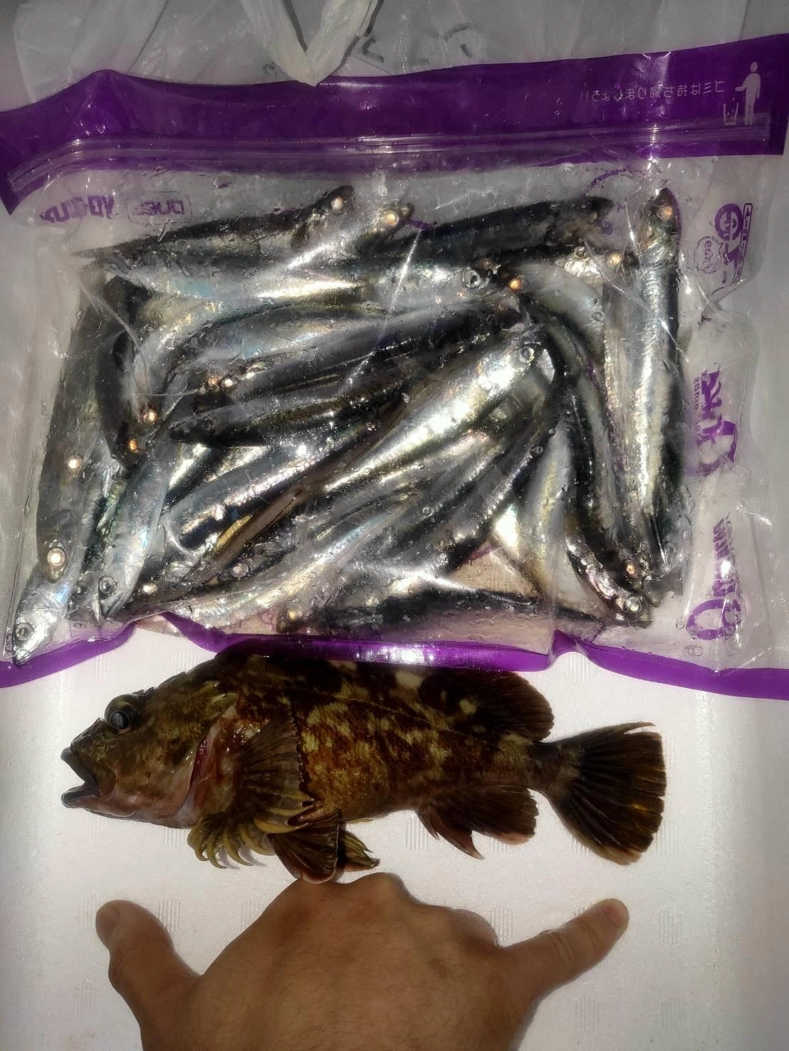 サビキ釣りと泳がせ釣りの釣果です。