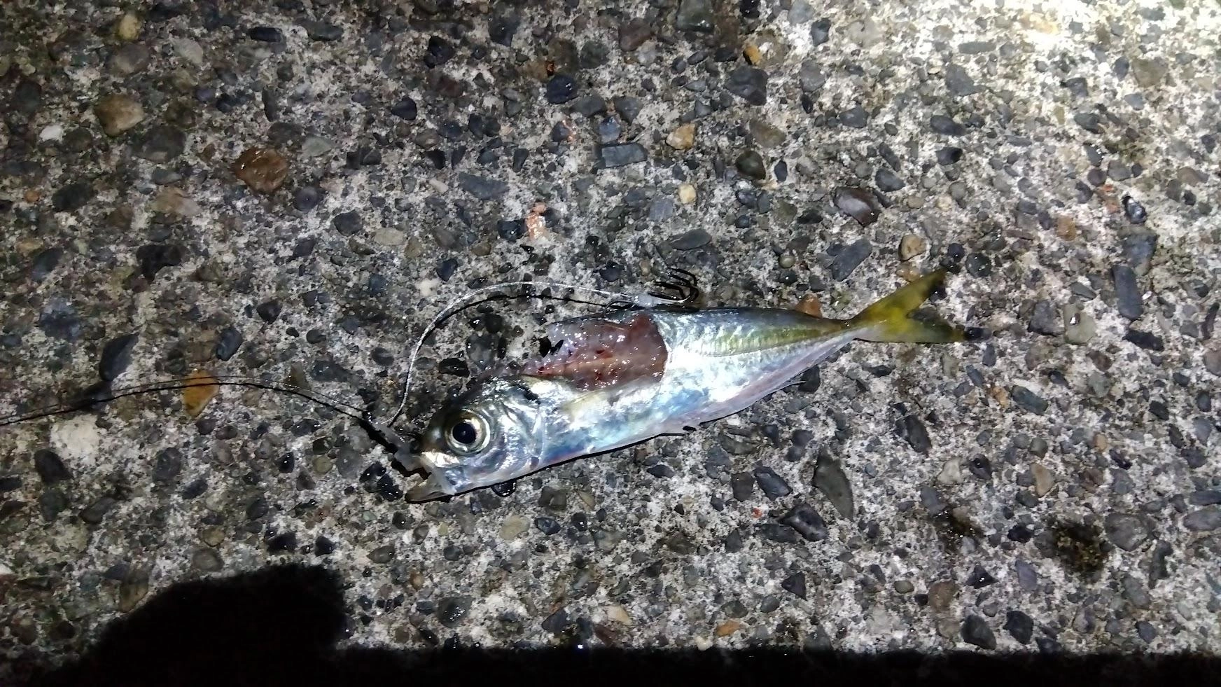 太刀魚が釣れる前に全くウキにアタリが出ませんでしたが齧られてました。
恐らくマルイカだと思います。