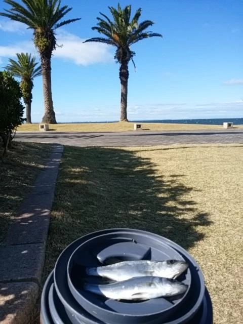 ゲキシブ