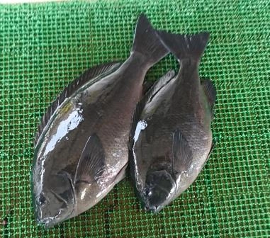当日の釣果！