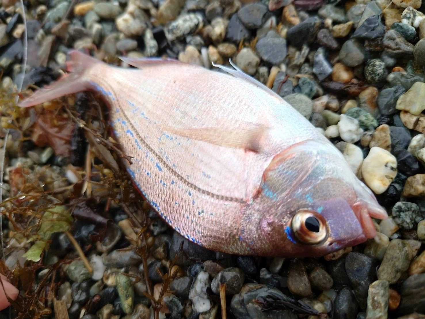 ちょい投げ釣りでマダイが釣れました！小型でしたのでリリースしました。