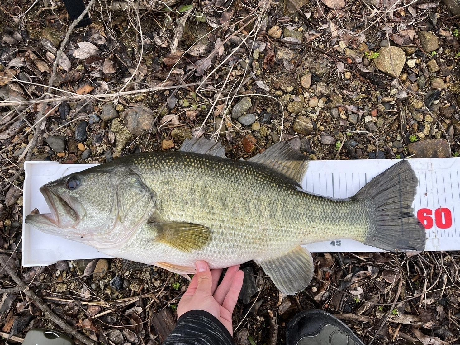 夕マズメに58cm！