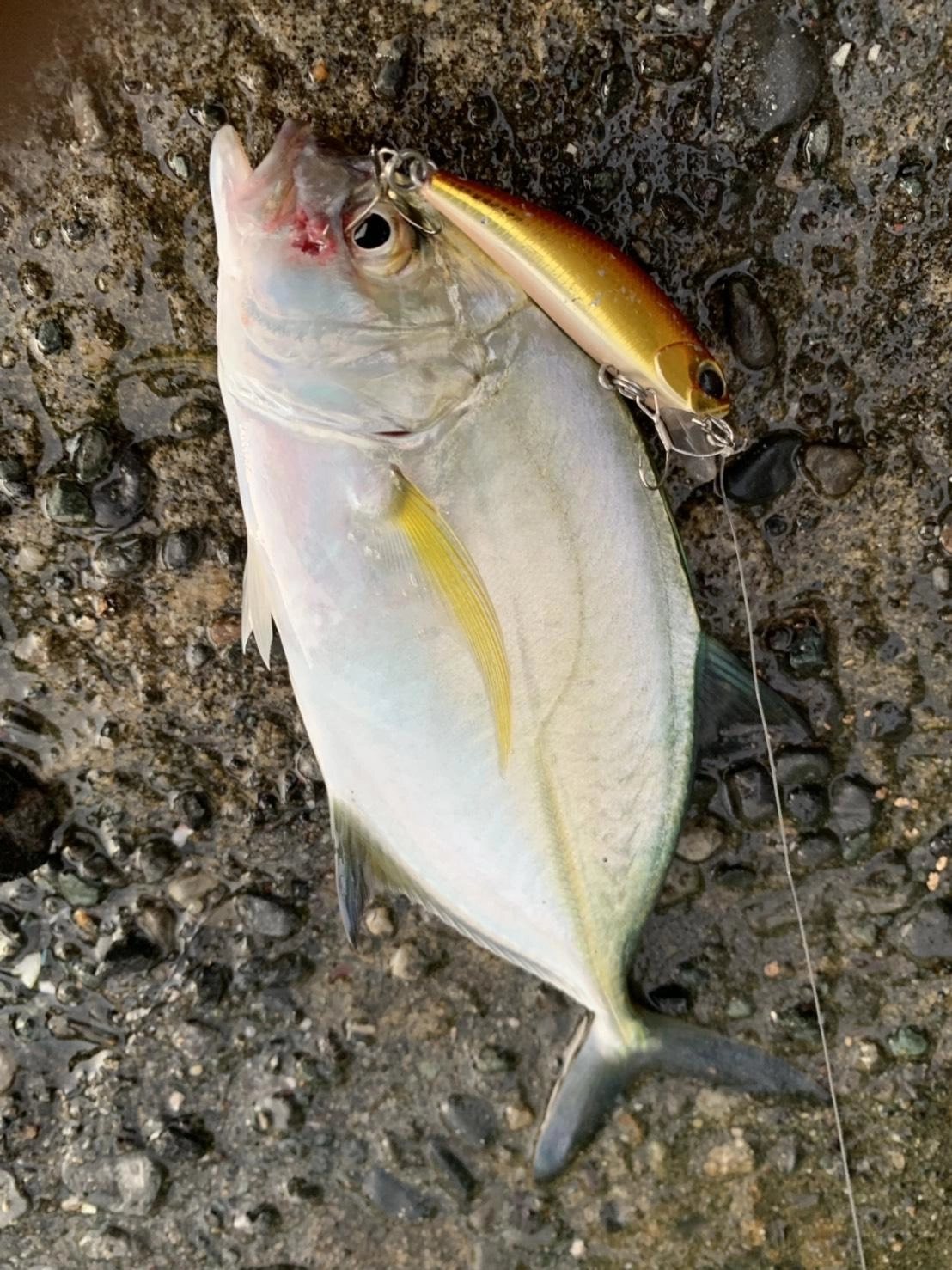 デュオ　トト42は浮いたメッキ、セイゴに抜群！