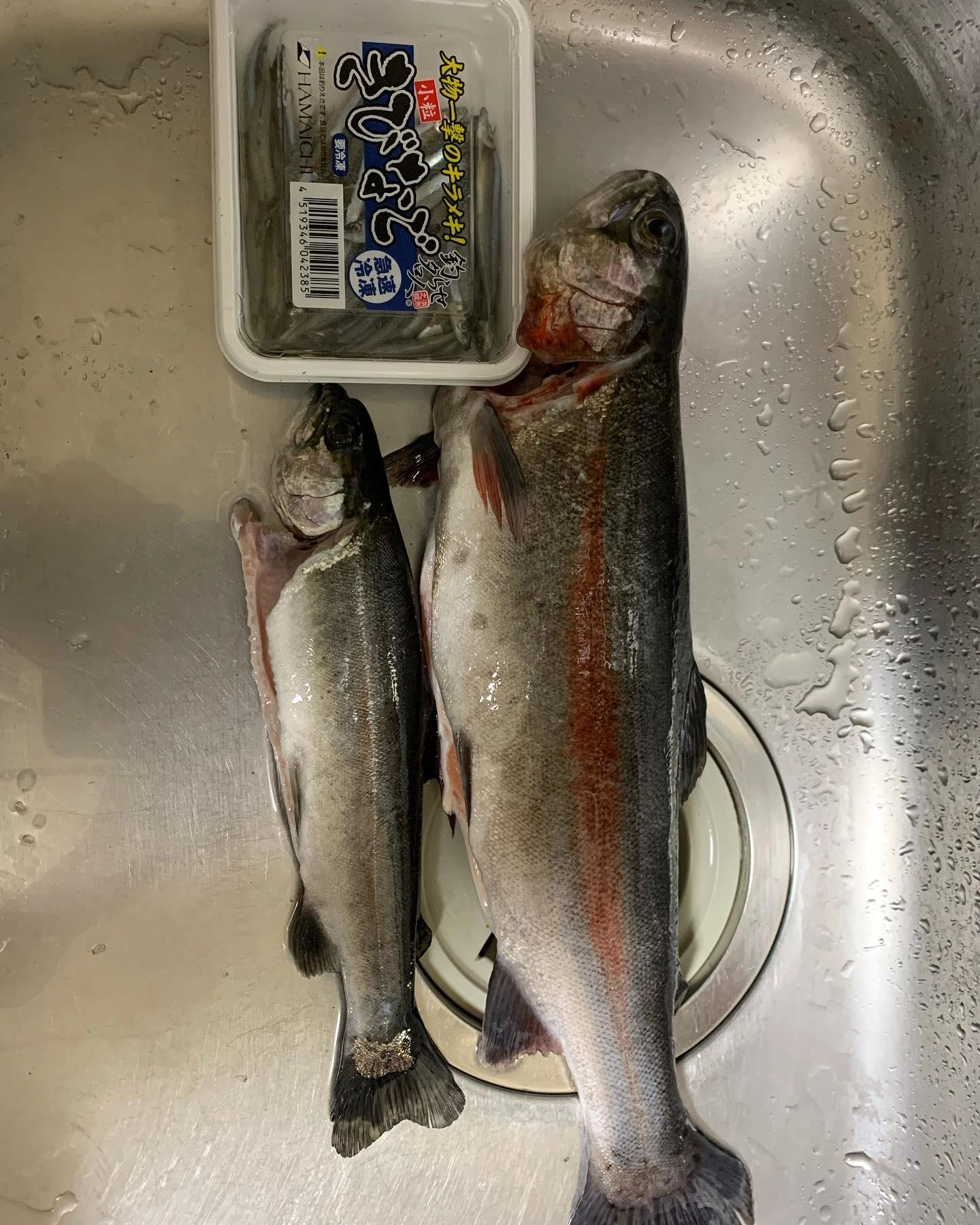 活魚禁止なのでキビナゴを入れたらヒット