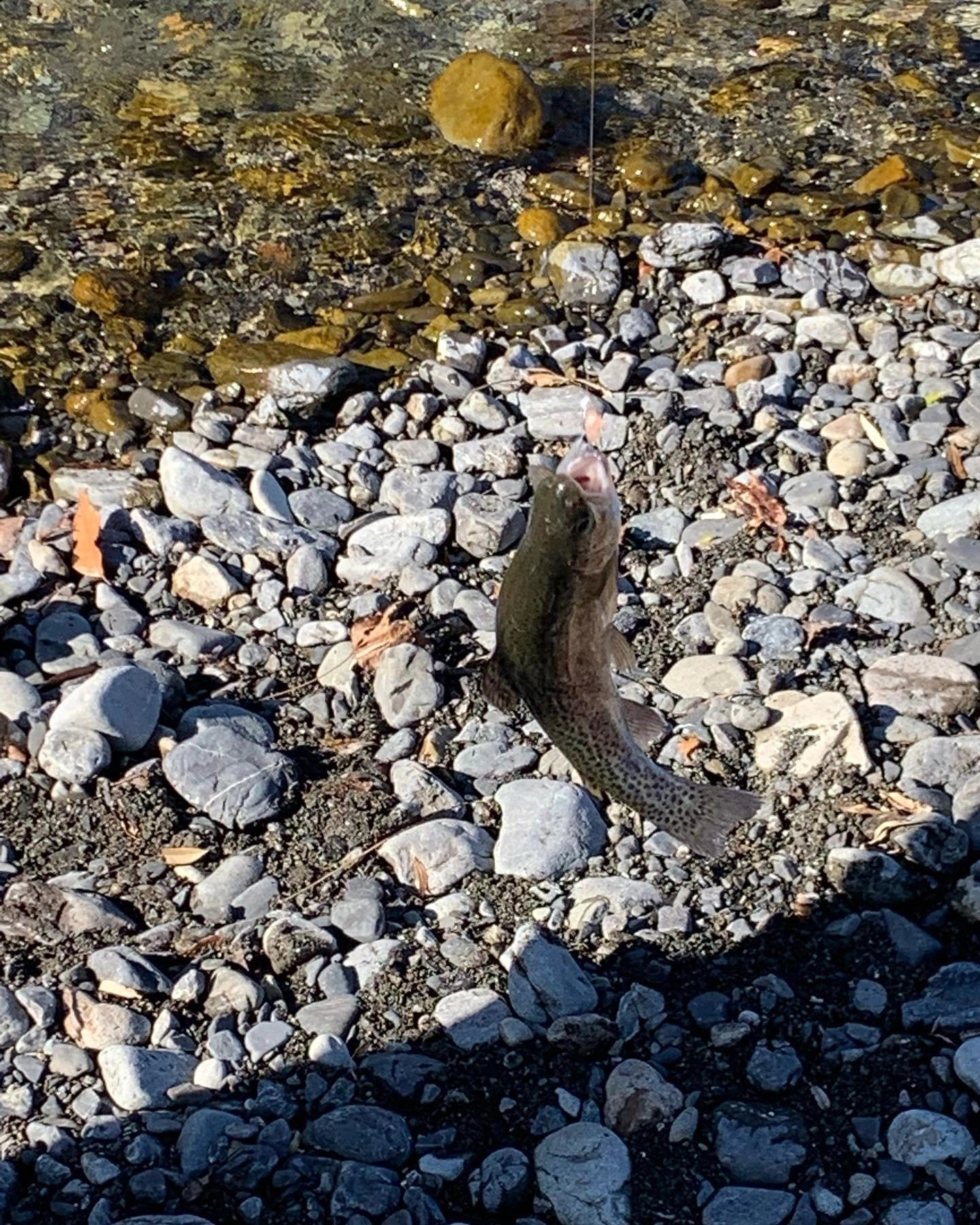 魚はベタ底なので餌が沈めば食います。