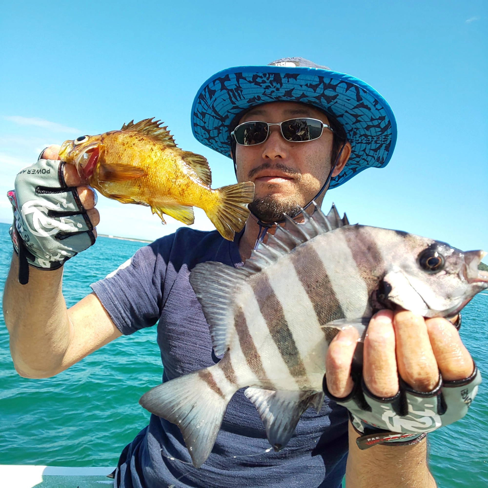 午前便、高級魚イシダイ！