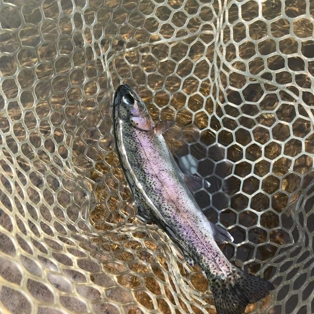 魚のコンディションもとても良いです！引きが強く、楽しいです。