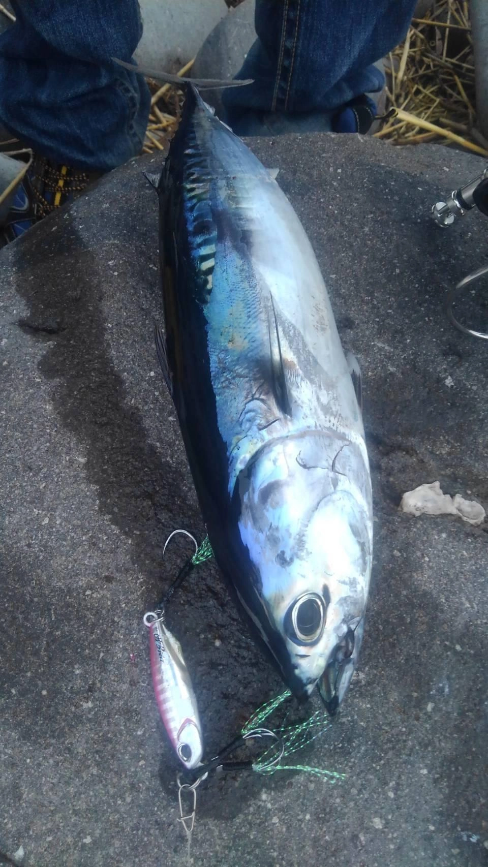 ＤＵＯ　ドラッグメタルキャストＴＧ　40ｇ　ピンクバックでの釣果！　ソーダガツオは良く飛ぶタングステンジグでフルキャスト後着水してすぐ喰ってきました！