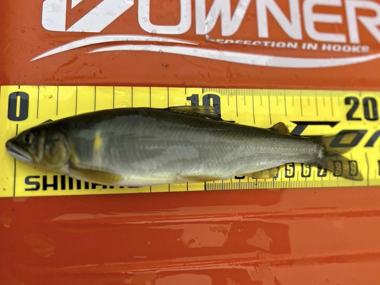 この日の最大は20cm超！
大きいサイズを狙うなら、
大きいサイズのおとりがオススメ！