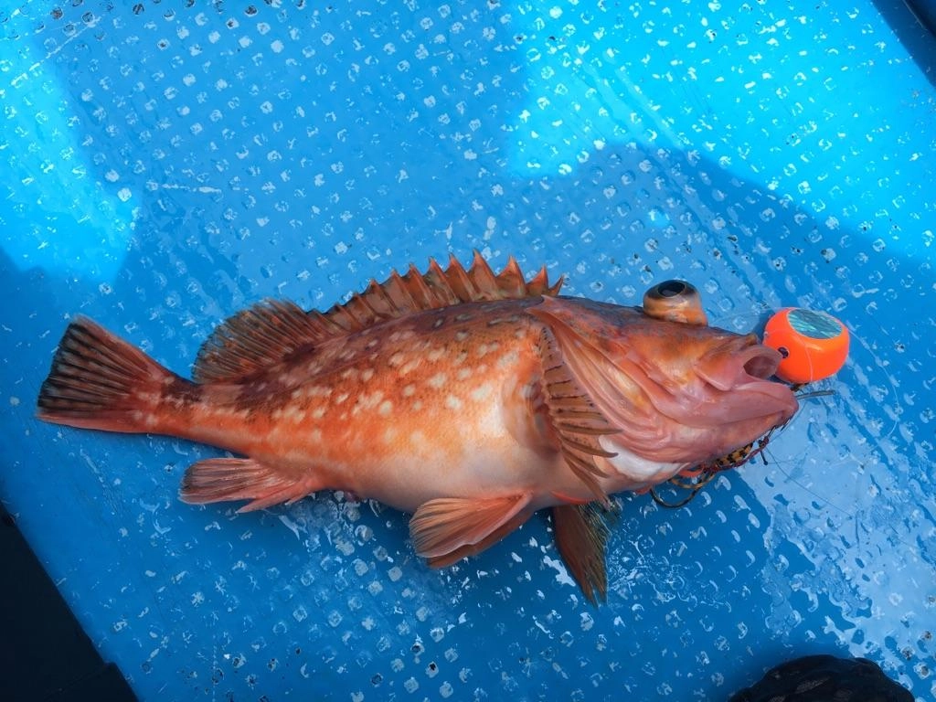 タイラバなら色々な魚が狙えますよ。