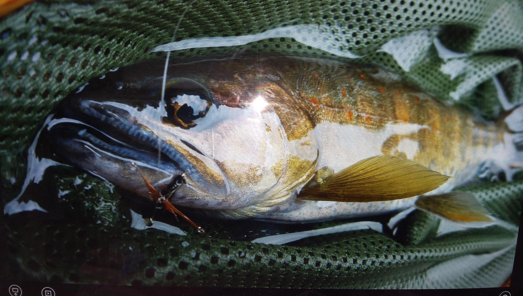 2匹目にヒットした22センチのアマゴ