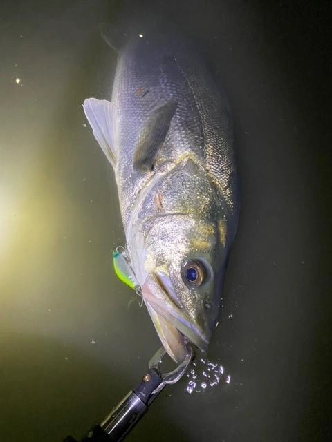 近郊では、珍しく80UPが釣れました！