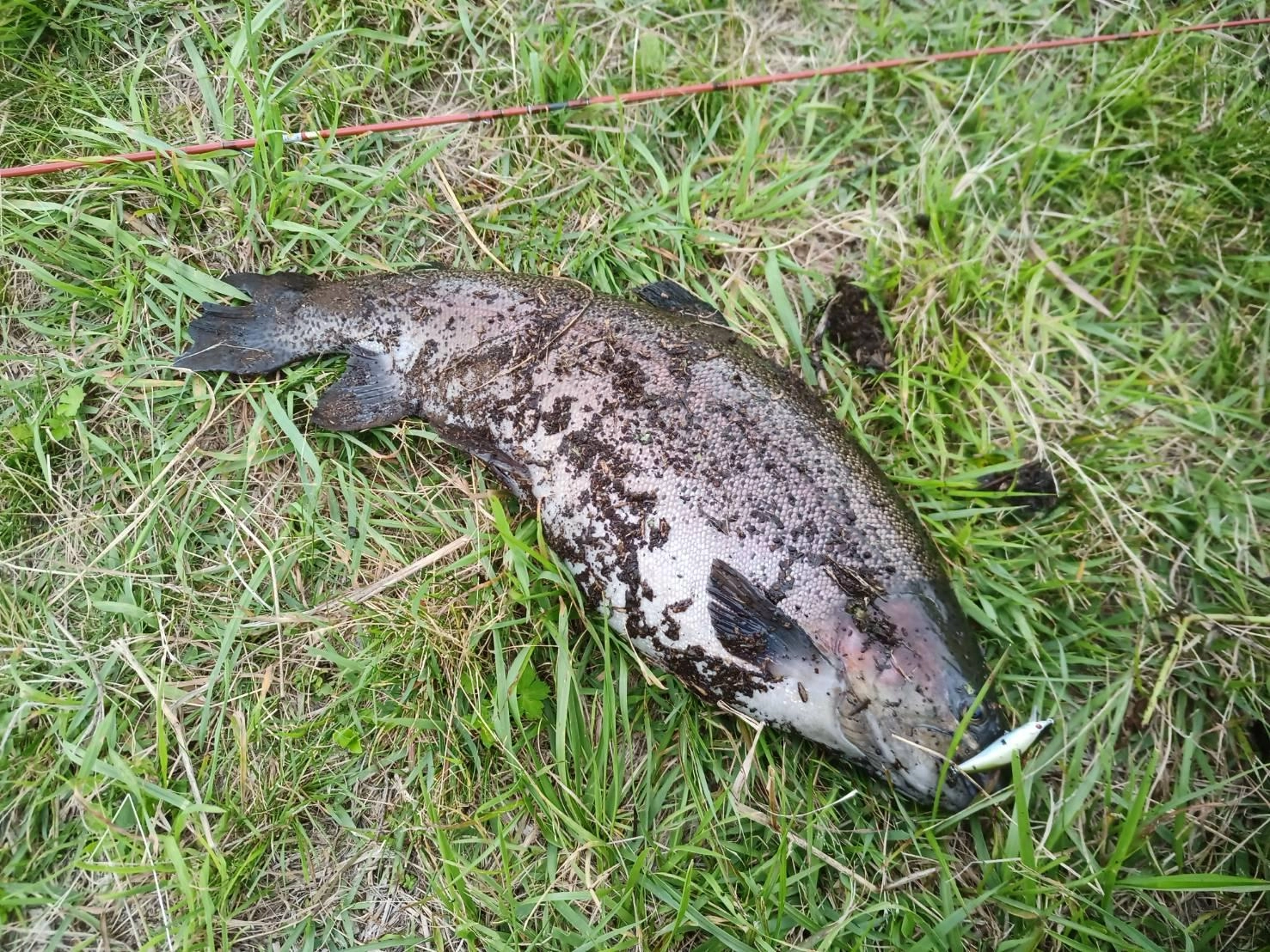 井之頭釣り広場はヤバイ！