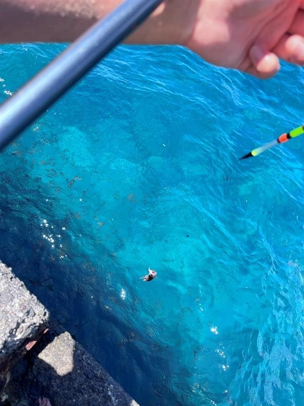釣り初めての友人のおじさんでもウキ釣りでネンブツダイを釣りました！おじさん、喜んでました！ｗ
