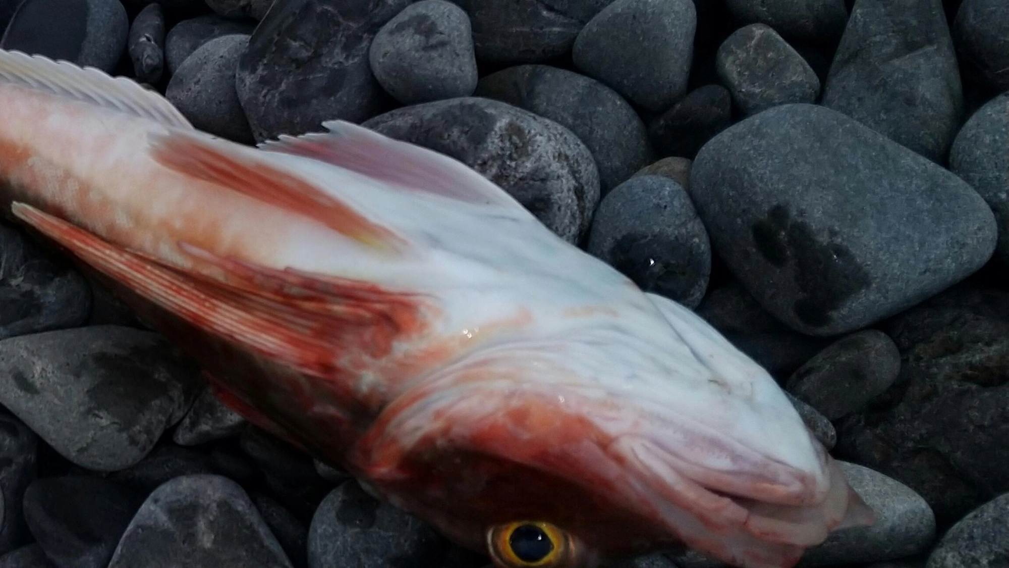隣りの方が釣ったホウボウ。グッグッと泣いたが歩かなかった。