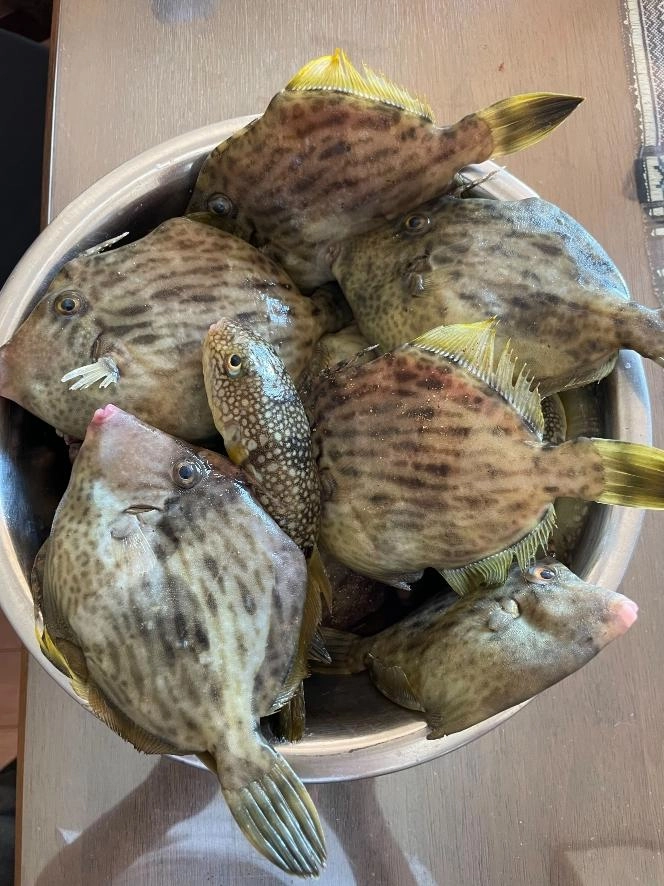 美味しそうなカワハギがザックザックでした。