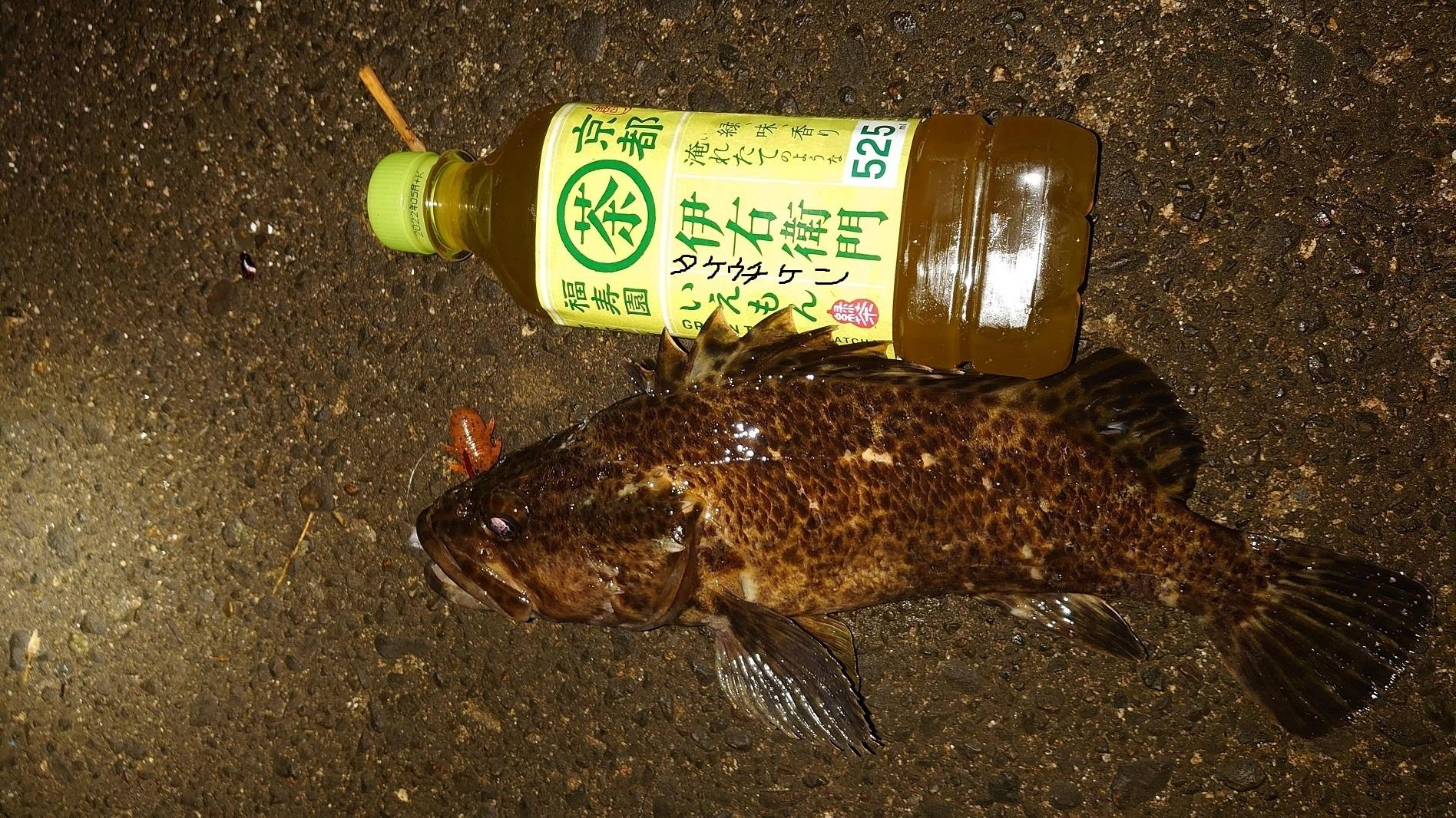 仕事終わり四日市港根魚探りに出かけてきました。
ワーム：キジハタクラブｂｙエコギア