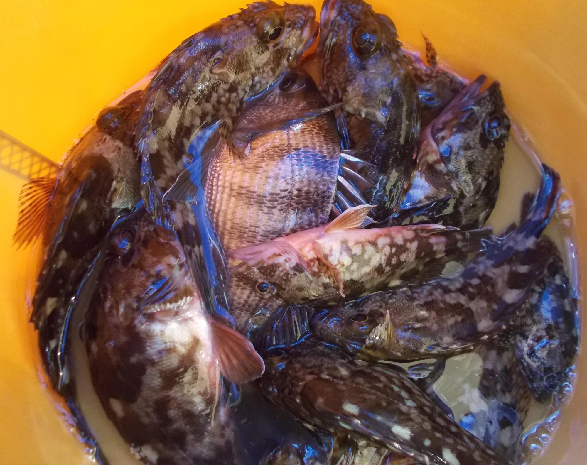 短時間でアタリが集中、釣れた魚は写真撮影後リリースしました。