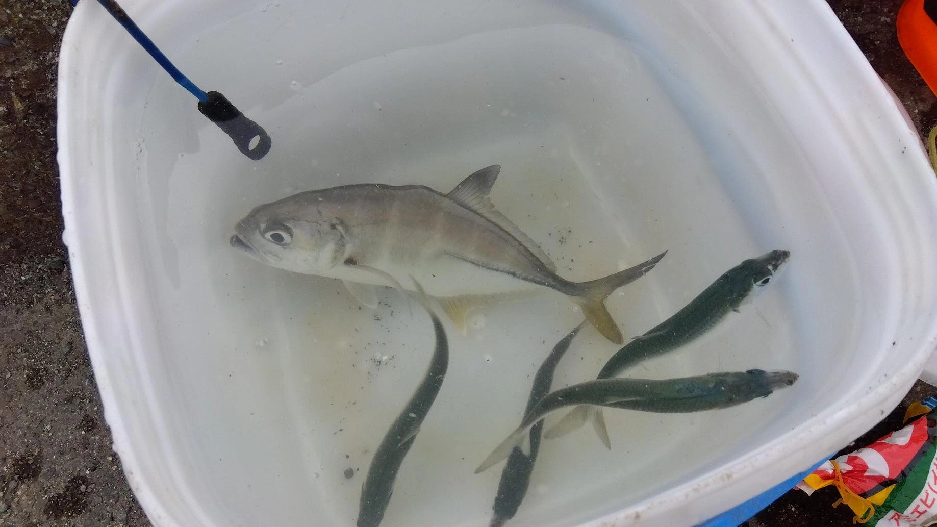 サビキでメッキが掛かりました
温暖化で、もう死滅回遊魚じゃないんですね