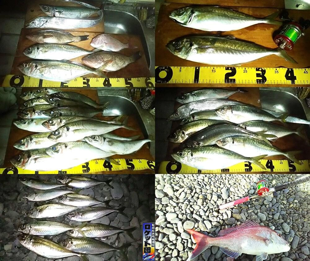 11月で45本　多い日は18本多過ぎで画像ｱﾘﾏｾﾝｗ
12月は釣行も少なかったｹﾄﾞ
何とか9本で　合計54本

60ｱｯﾌﾟのﾏﾀﾞｲの外道も有りました

11月～12/23迄の釣果です