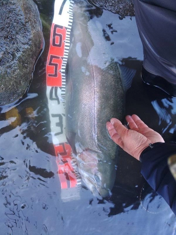 70cmオーバーのニジマスの釣果でました!!　魚の馬力がヤバかったそうです！