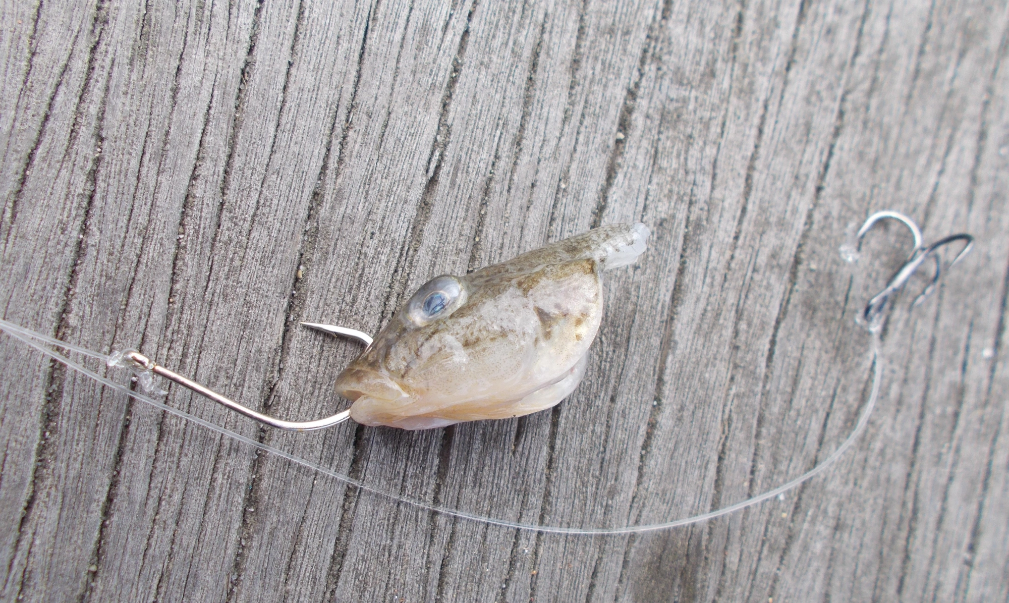 本当ならば浜名湖その③で泳がせ釣果情報を、と思ったのですが世の中甘くない。合わせ損ねてエサのハゼがこんな姿に・・・