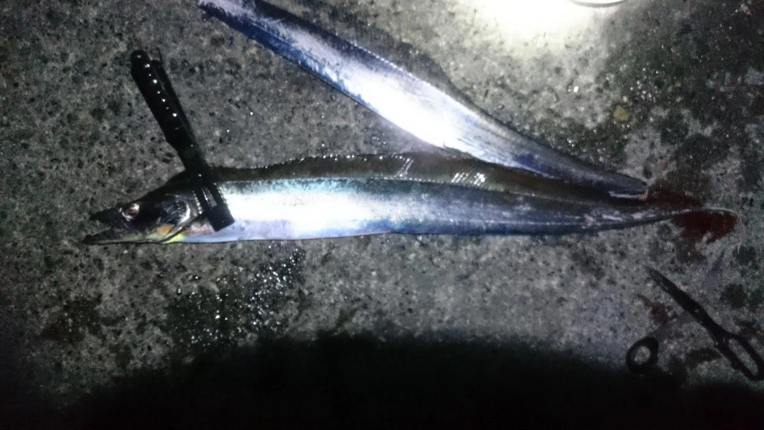 太刀魚テンヤは完全に暗くなってようやくアタリました。３バイト中２ゲットして、帰り仕度を始めたところで豆鯵泳がせに太刀魚が掛かりました。やっぱりロデオバーブレス針と違って返しのあるロデオグライダーは魚に強い様です。