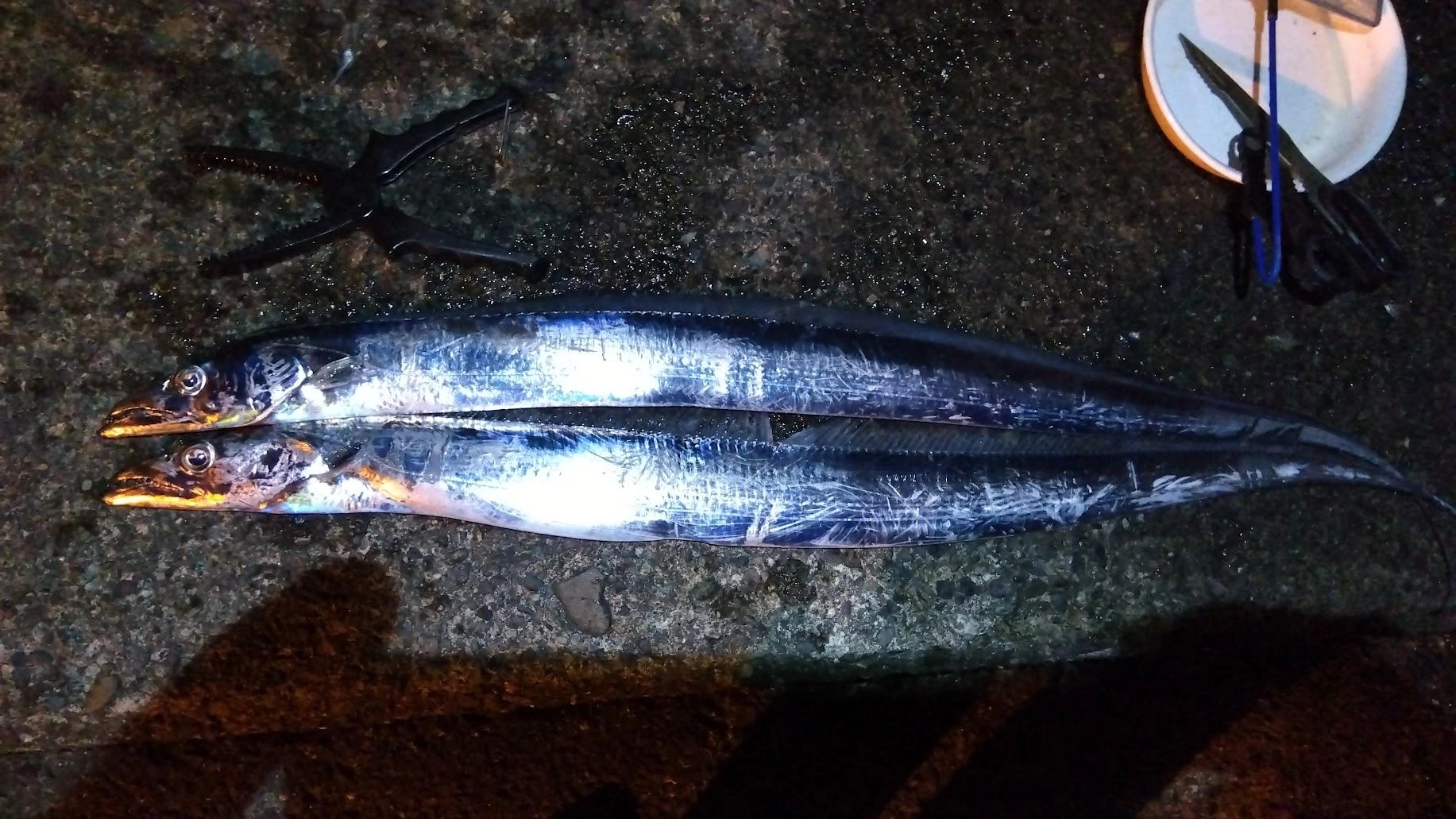 寒くて堤防は貸し切り状態でした
とりあえずワイヤー＋ロデオ仕掛けに鰯付けて投入すると即太刀魚
太刀魚テンヤすると3バイト1ゲット
寒さに耐えれず撤収でした