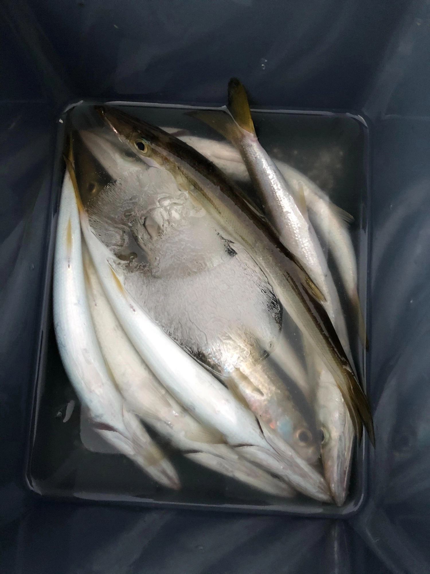 カマス