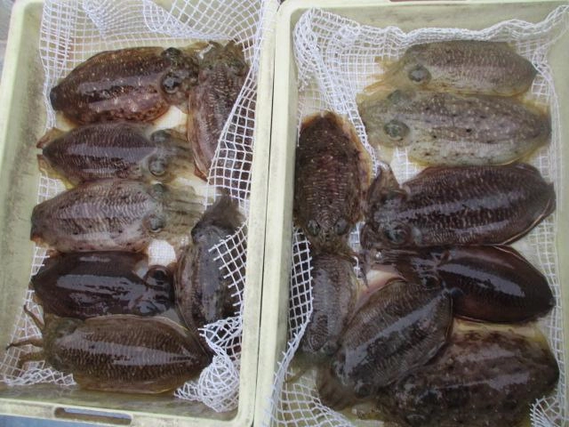 コウイカがエギを抱く感じがわかったみたいですよッ(°▽°)