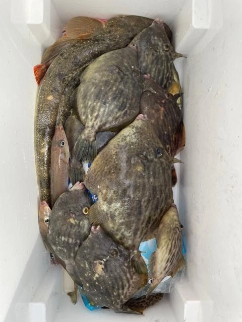 小型のカワハギが多いですが良型もGET出来ました♪肝も入ってとっても美味