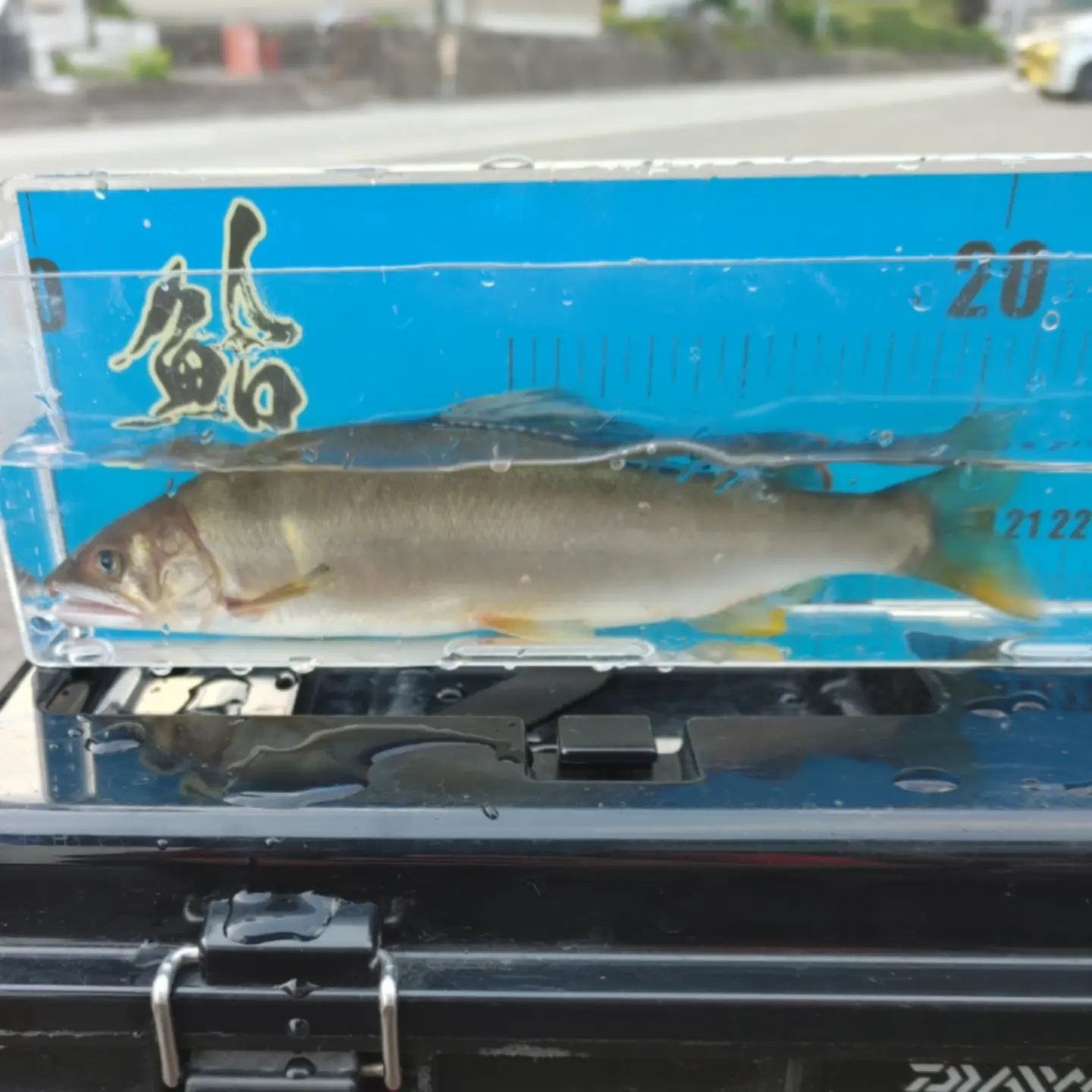 ブリブリが釣れないと楽しくないo(^o^)o笑