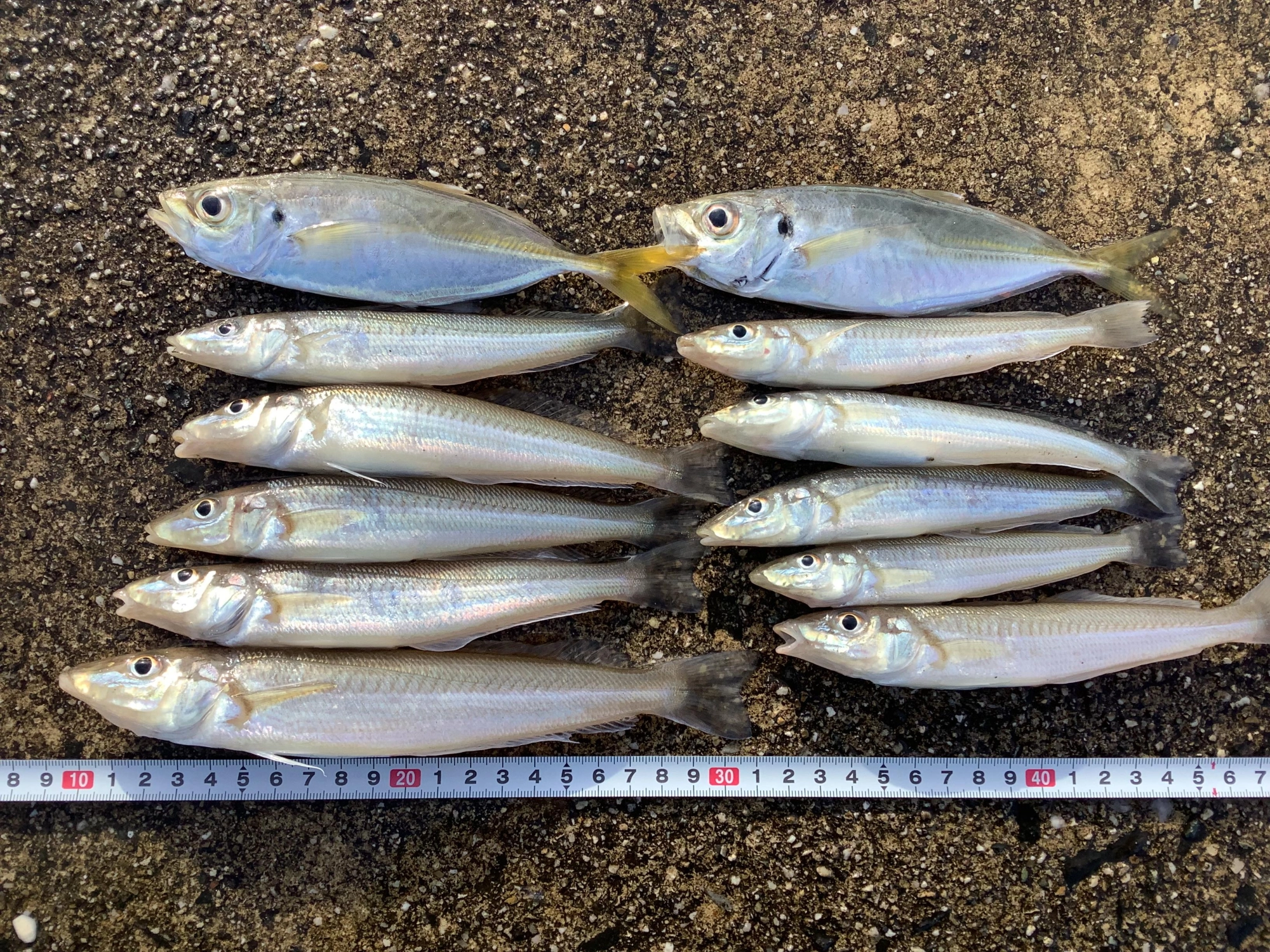 20cmオーバーは1匹のみ。3日前と状況が変わってた。
ピンギスも減ったし、良型の群れも少なくなってきてます。
釣れなくなるまでちょい投げ落ちギス狙います。
