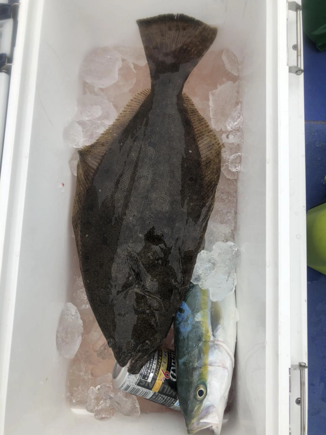 沼津湾内ヒラメ解禁！！