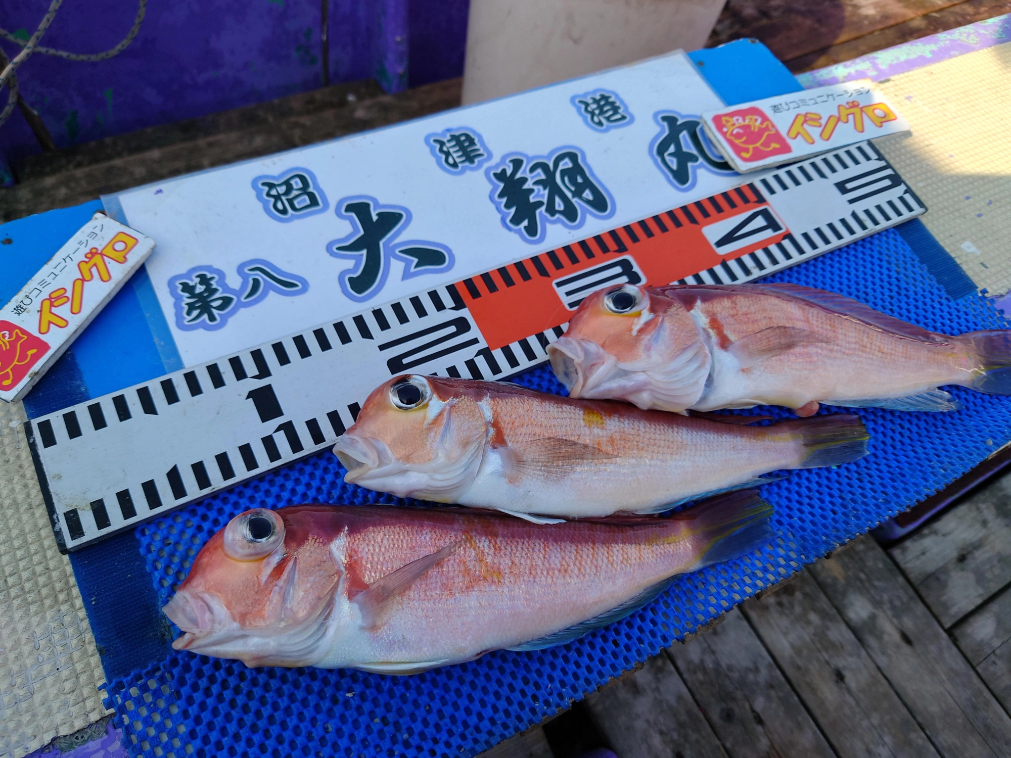 アマダイシーズン開幕！！今後の釣果が楽しみですね！