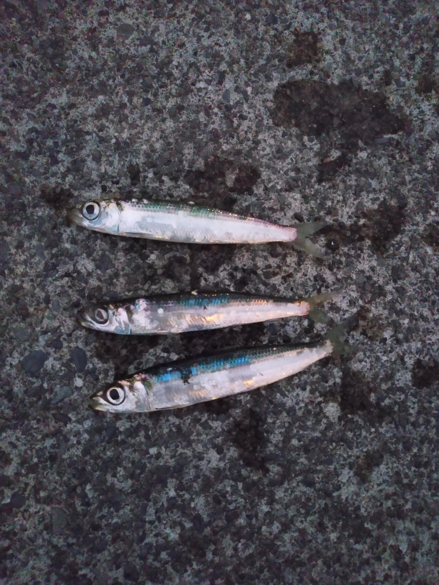 今日は渋かったです。泳がせもダメでした。