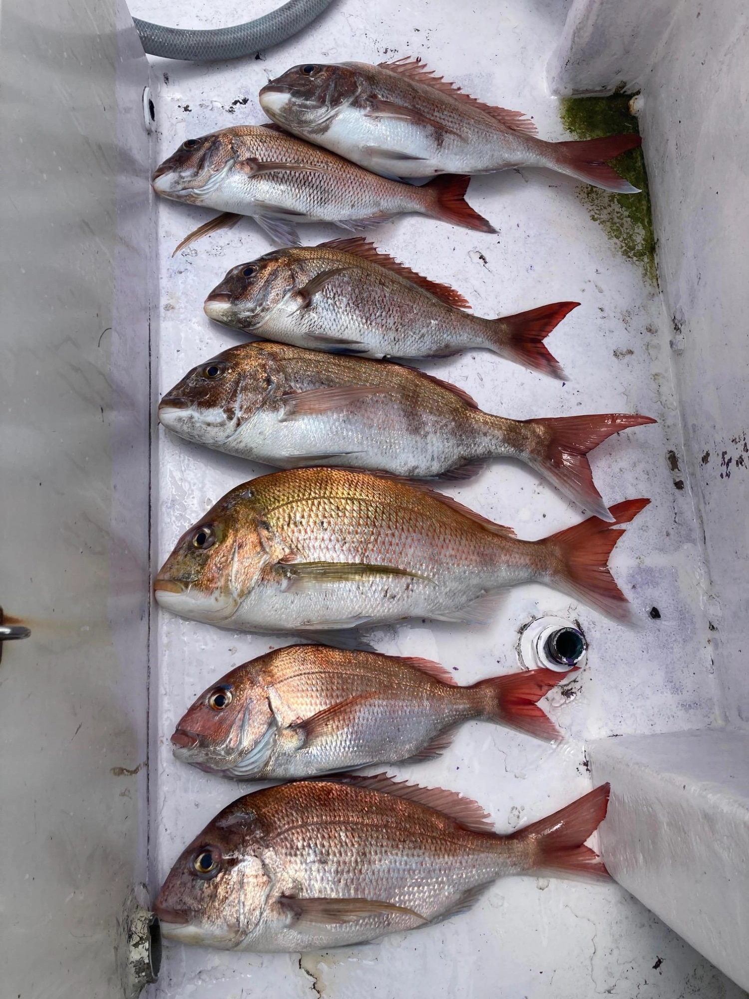 ２キロ級主体に釣れました！