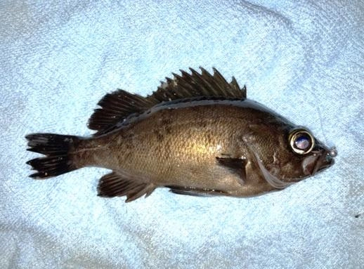 メバルも釣れました。
