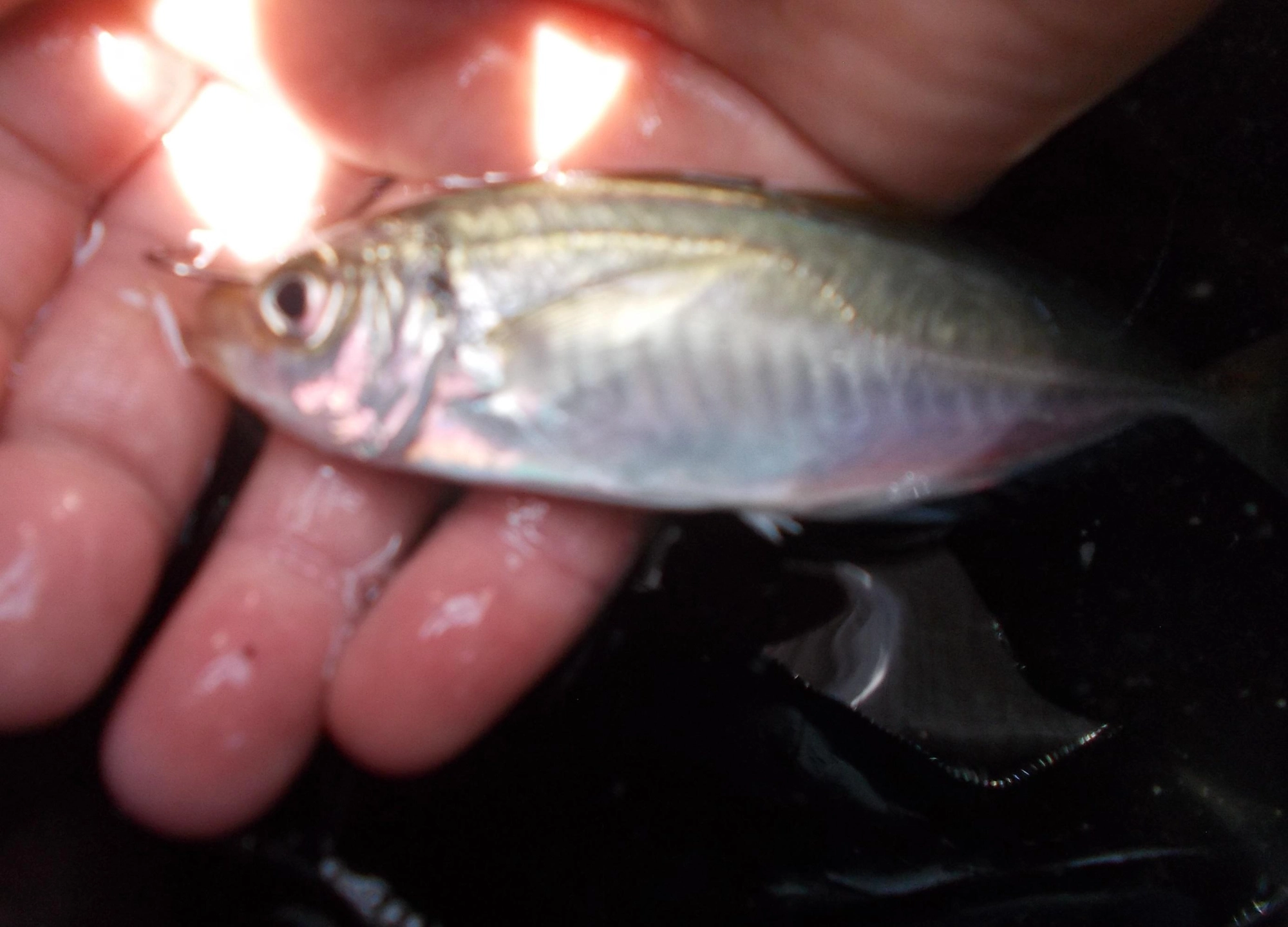 エサはサビキで釣れたアジ、口又は鼻に針を刺します。弱らない様に素早く針を付けて下さい。