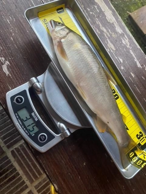 31.2㎝　315ｇキャッチ♪