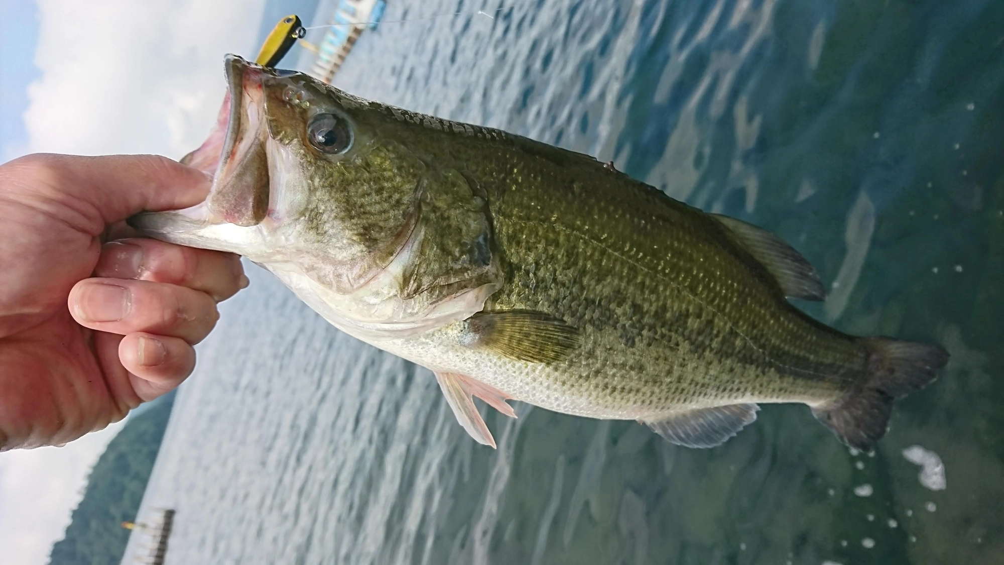 短時間釣行でしたが、ブラックバス釣ることができました！