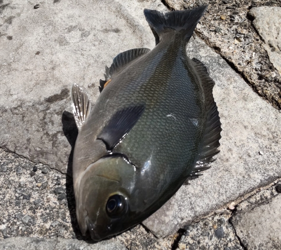 ウキ釣りで小メジナが好調に釣れます。