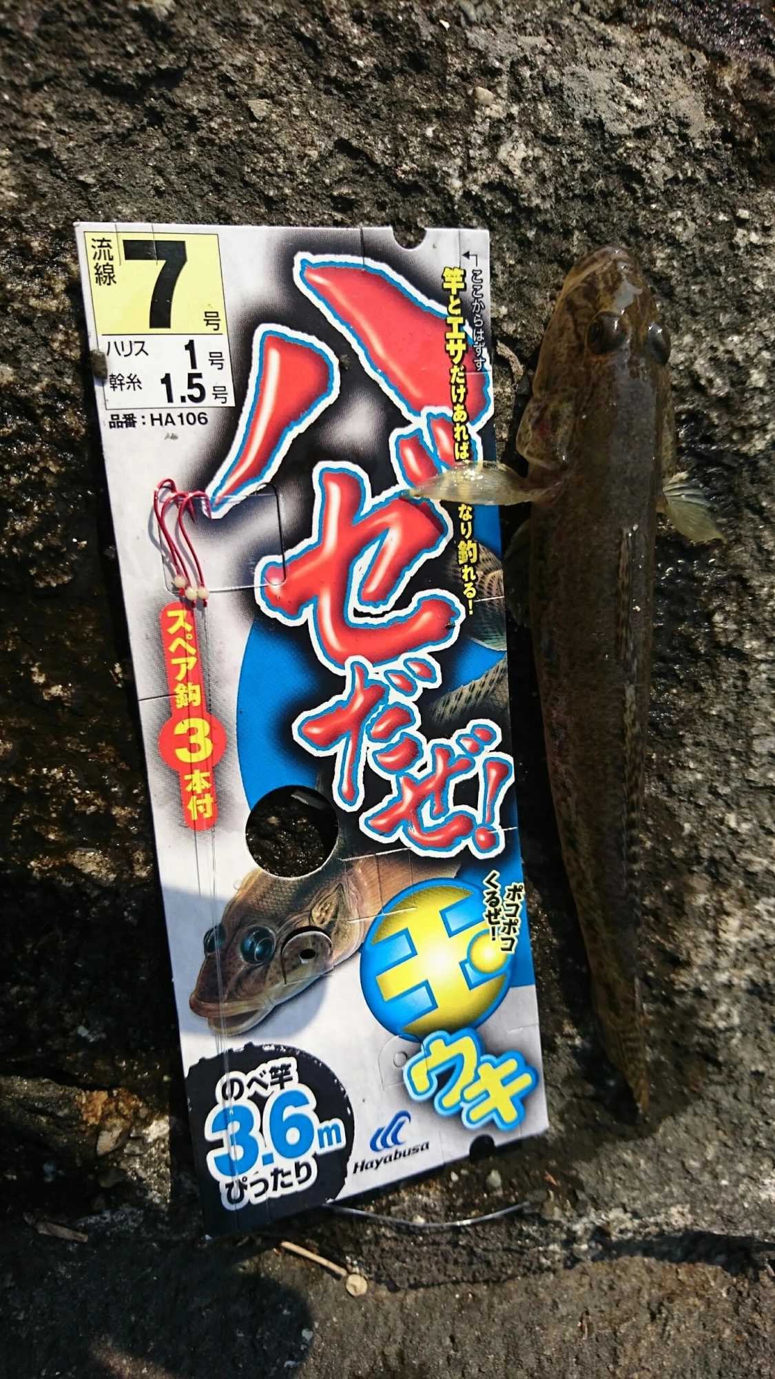 ウキ釣り　3.6Ｍ７号でした♪今日は７号の針でバッチリでした！