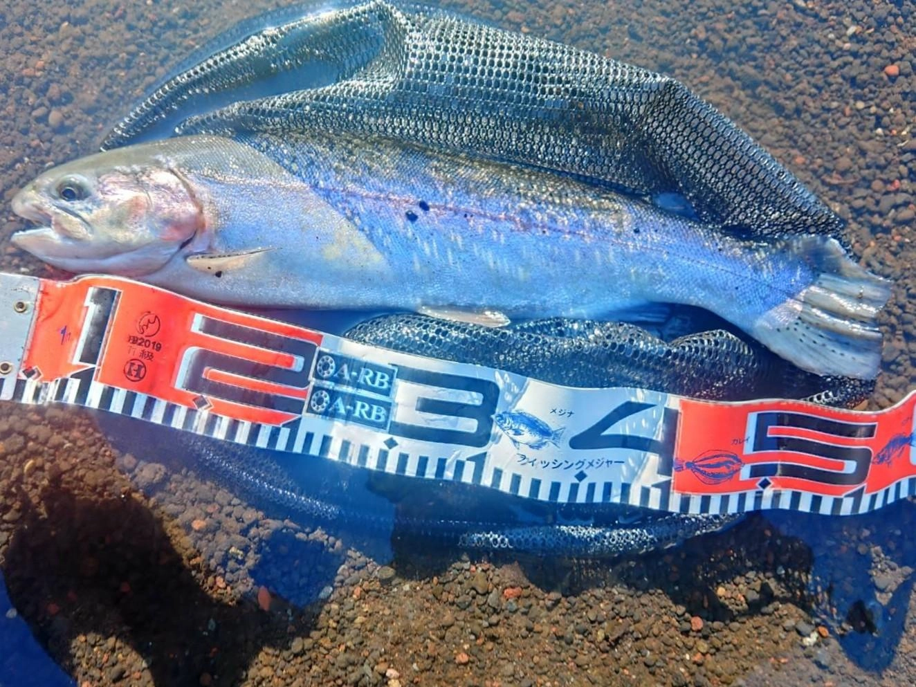 魚の活性が高いです。今季はまだスレていないので今がチャンスです！！