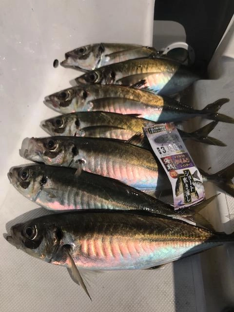 ４０ｃｍサイズも混じり大型アジ釣れています。