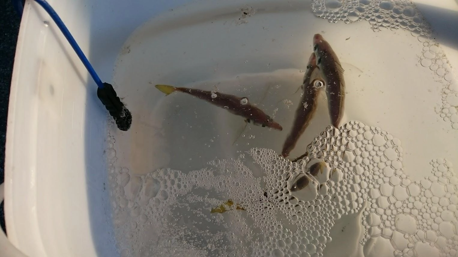 サビキの針元にUVレジンを1㎝ほど塗ってカマス対策するも、カマスの成長が早くサビキ消耗が激しいです。遠投して鯵のいる深棚まで一気に落とし、主にフォールで食わせ、付いたら追い食いを狙います。あまりボトムを攻めすぎると根掛するのでほどほどにします。巻き上げは中層から表層でカマスにやられるので、アクション付けず慎重に巻き上げます。